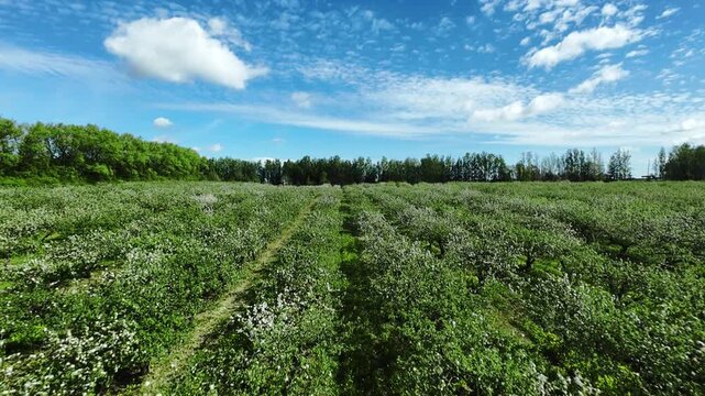 Flowering Apple Orchard Drone Sweep Sky, Smooth Forward Motion Reveals Endless Blossom Rows, Green Understory, Distant Woods, Cumulus Clouds, Versatile Footage For Agriculture, Travel,