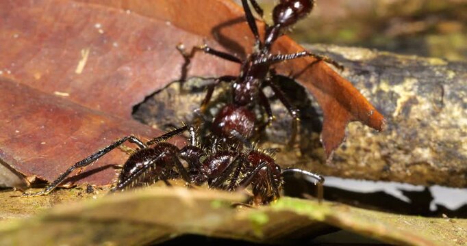 Bullet Ant, (Paraponera clavata) close up of several individuals foraging in the leaf litter. One of the biggest Amazonian ants and famed for its powerful sting. 