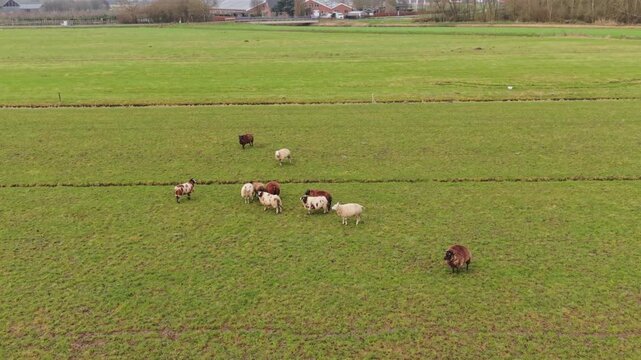 Aerial Mixed Herd Grazing Near Village Edge On Green Paddock, Varied Coat Colors And Scattered Spacing, Rural Settlement Visible On Horizon, Serene Agricultural Panorama From Drone Vantage.