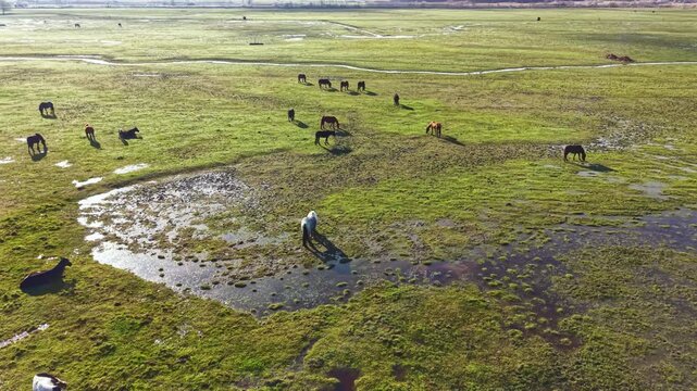 Horses move freely across a large green field with patches of water under bright daylight. They graze and explore the open land together in a peaceful environment.