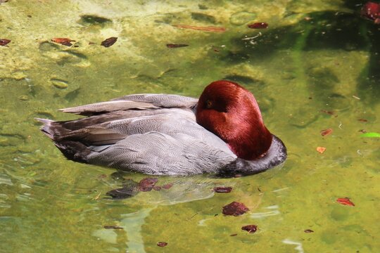 Red head male duck (Aythya americana) in the pond in Florida zoo, closeup