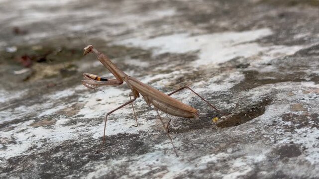 A praying mantis (Statilia maculata) known as the Asian jumping praying mantis.