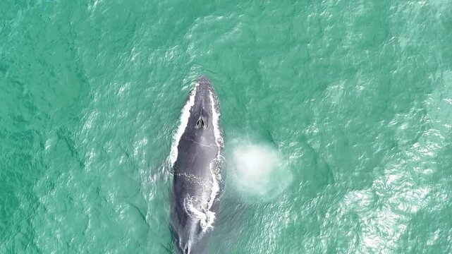 Baja California Humpback Whale Exhale and Blow - 4K Drone Footage