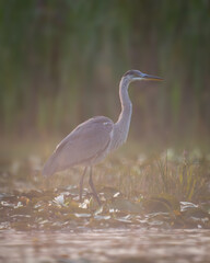 Fototapeta premium Great Blue Heron at sunrise