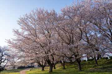 Naklejka premium Spring landscape with blue sky Cherry blossoms Japan