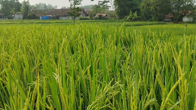 rice plants growing well in the rice fields