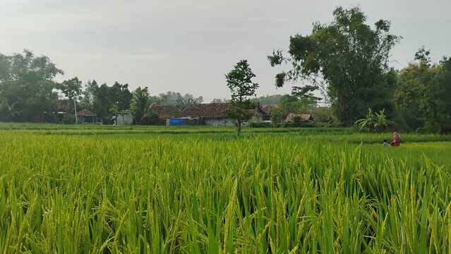 rice plants growing well in the rice fields
