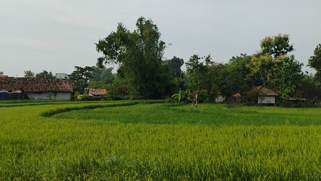 rice plants growing well in the rice fields