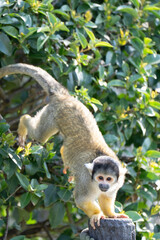 Obraz premium a baby squirrel monkey 