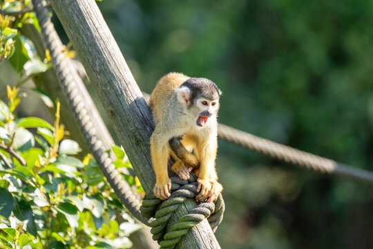 squirrel money calling 