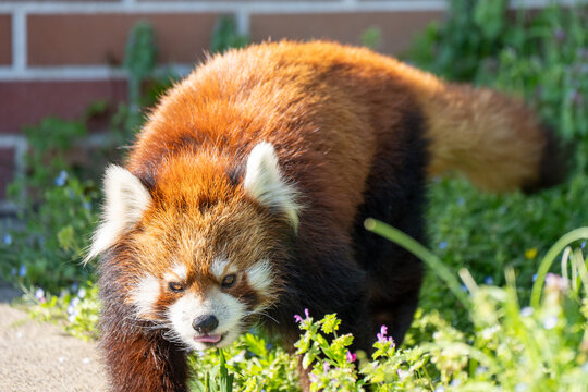red panda in zoo