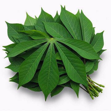 Fresh green cassava leaves bunch isolated on white background for healthy cooking and nutrition