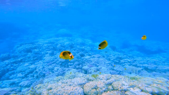 Yellow butterfly fish swimming above coral seabed in clear blue water