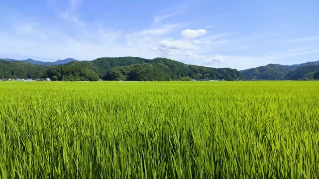 夏の庄内平野に広がる緑豊かな水田