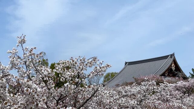 満開の御室桜、仁和寺