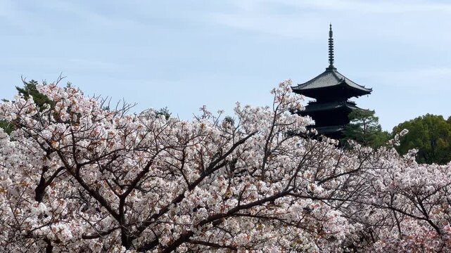 満開の御室桜、仁和寺