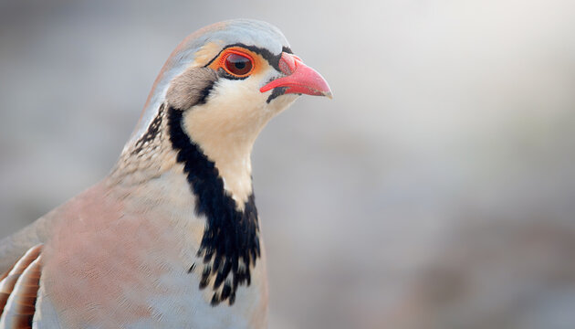 Close up portrait of chukar partridge with striking red beak and eye ring, showcasing detailed feathers, wildlife beauty and natural bird photography against soft neutral background