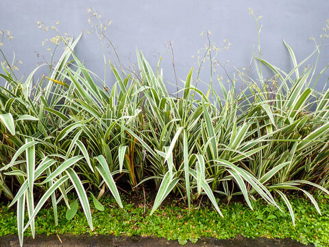 The plant&nbsp;Dianella tasmanica 'Variegata', also known as the Tasman flax lily.