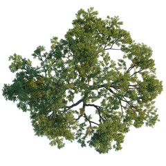 Fototapeta premium Artistic aerial view of a Quercus ilex tree revealing strong branch patterns and evergreen leaves, isolated on a black background.