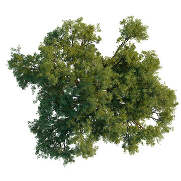 Top-down view of a single Quercus ilex (Holm Oak) tree with a lush green canopy, isolated on a black background for architectural visualization.