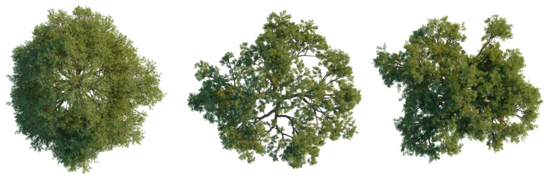 High angle view of three Quercus ilex trees showing intricate branch structures and green leaves, isolated on a solid black background.