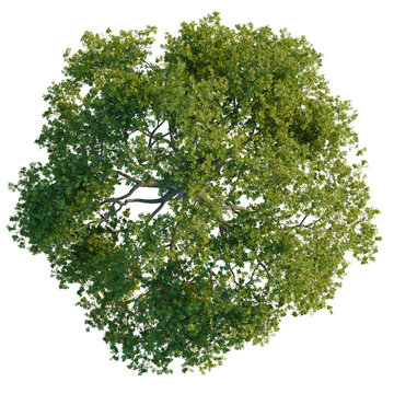 Perfectly round Holm Oak (Quercus ilex) tree seen from above, featuring dense symmetrical foliage isolated on a black background.