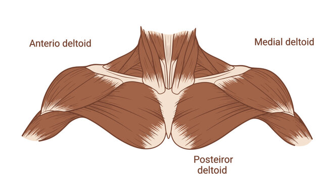 Anatomy of Human Shoulder Muscles: Deltoid Muscles - Anterior, Medial, Posterior View