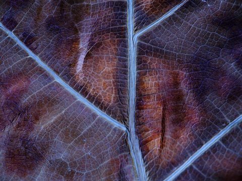 Cinematic Leaf Vein Textures Enhance Technological And Editorial Visuals
