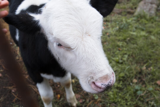 Cow (Bos taurus). Close-up portrait of a black and white calf against the background of green grass, a man's hand and a metal fence are visible nearby.