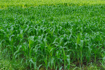 Fototapeta premium Showing newly planted corn fields