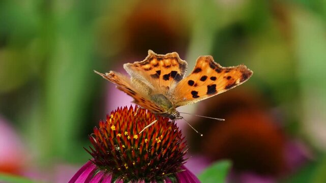 Comma Butterfly with Jagged Wings Perched on Echinacea Coneflower in Summer Garden