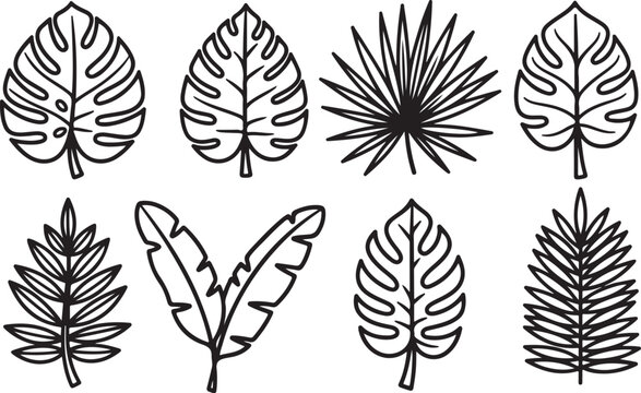 Diverse leaf patterns showcasing botanical shapes and vein structures Vector