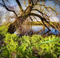 Naklejka premium Old willow tree on the shore of Strypa river, Ukraine, Europe. Impressive spring scene of green meadow. Beauty of nature concept background.