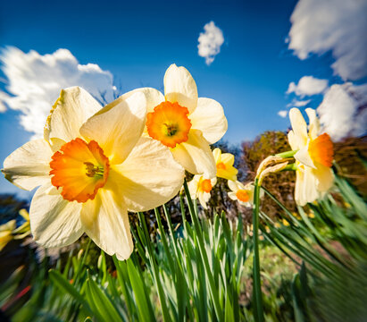 First flowers blooming in the spring garden. Wonderful morning view of blooming narcissus (Narcissus poeticus) flowers at April. Picturesque floral background. Anamorphic macro photography.