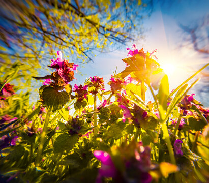 Blooming Pulmonaria flowers in spring meadow. Spectacular morning scene of forest glade in April with violet tiny flowers. Beautiful floral background. Anamorphic macro photography.