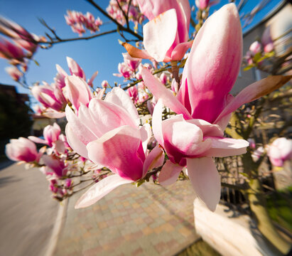 Blooming magnolia tree in the spring garden. Bright morning scene of botanical garden at April. Beautiful floral background. Anamorphic macro photography.