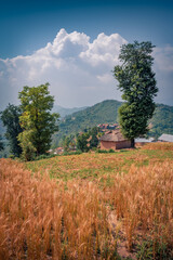Vertical summer view of colorful Nepal’s village. Attractive morning field of wheat of in Nepal, Asia. Beauty of countryside concept background.