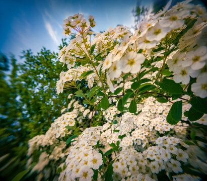 Blooming of Clematis (Clematis jackmanii) against blue sky background. Fresh green scene of botanical garden with Ranunculaceae family plants. Anamorphic macro photography.