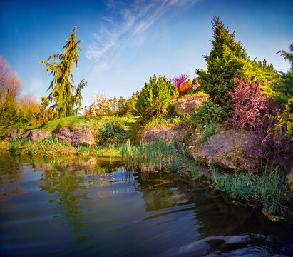 Sunny summer view of green coniferous tree on the shore of small lake. Picturesque morning scene of botanical garden. Beauty of nature concept background.