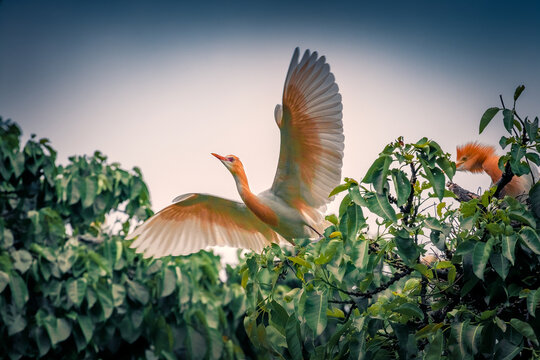 Eastern cattle egret flying over green leaves under a blue sky. Portrait of an adult eastern cattle egret (Ardea coromanda) in breeding plumage on natural background.
