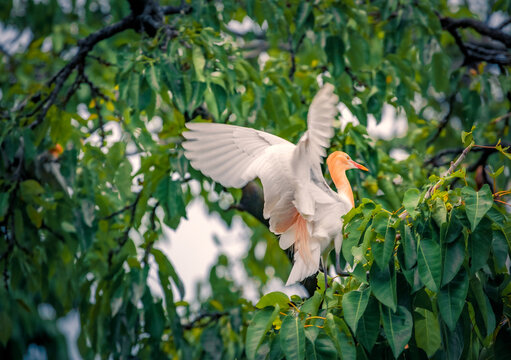 Eastern cattle egret flying among green leaves. Portrait of an adult eastern cattle egret (Ardea coromanda) in breeding plumage on natural background.