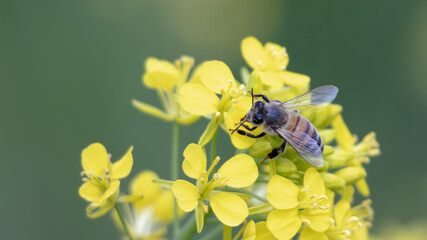 Honeybee collecting nectar on yellow spring flowers in garden © 広樹 常盤