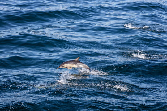Dolphin jumping over the waves in black sea.
