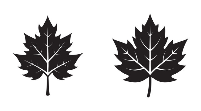 Black silhouette of two maple leaves with white veins on white background  leaves are facing upwards and have distinctive shapes