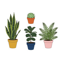 Fototapeta premium Collection of Potted Houseplants: Snake Plant, Fiddle Leaf Fig, Succulent, and Fern