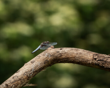 Close-up of a blue dragonfly perched on a sunlit, textured branch with a soft green background. The insect delicate wings and vibrant body are captured in crisp detail, making this image ideal for use