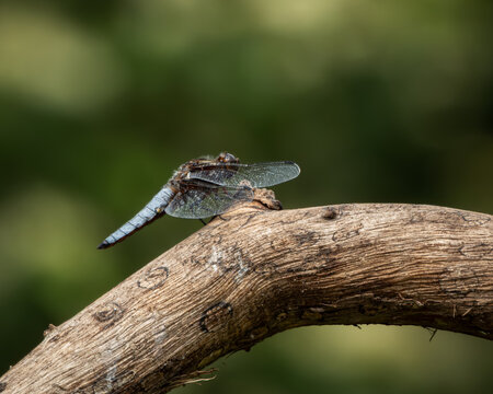Close-up of a blue dragonfly perched on a sunlit, textured branch with a soft green background. The insect delicate wings and vibrant body are captured in crisp detail, making this image ideal for use