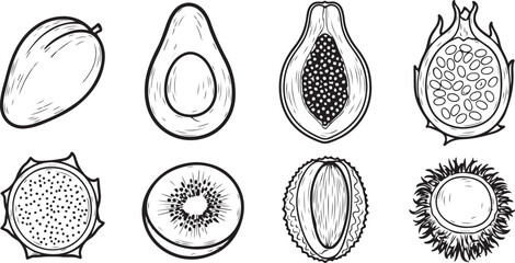 Illustrations of various seashell types with intricate patterns and shapes Vector © rohan