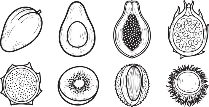 Illustrations of various seashell types with intricate patterns and shapes Vector