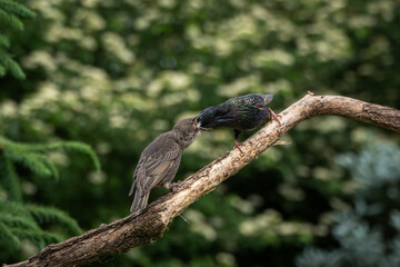 Fototapeta premium Wildlife scene showing an adult European starling feeding two juvenile chicks on a tree branch. The interaction captures natural parenting behavior and early life stages in a woodland environment